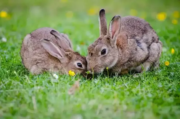 Two cottontail rabbits in a lawn