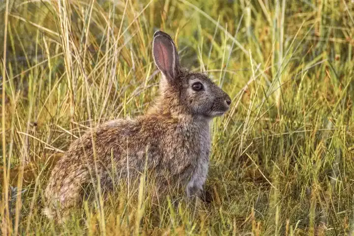 A rabbit in tall grass