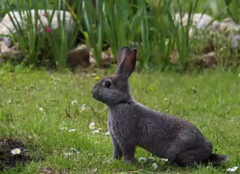 A dark rabbit on a lawn