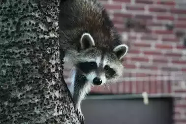 A raccoon peering around a tree trunk beside a brick house