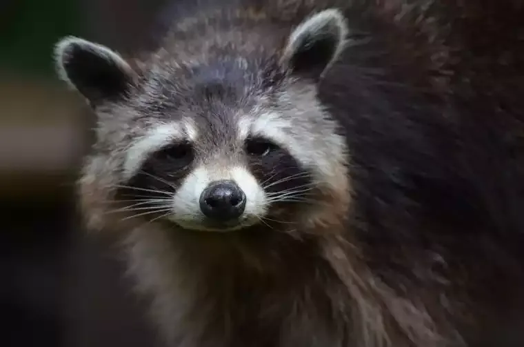 A raccoon face in close-up