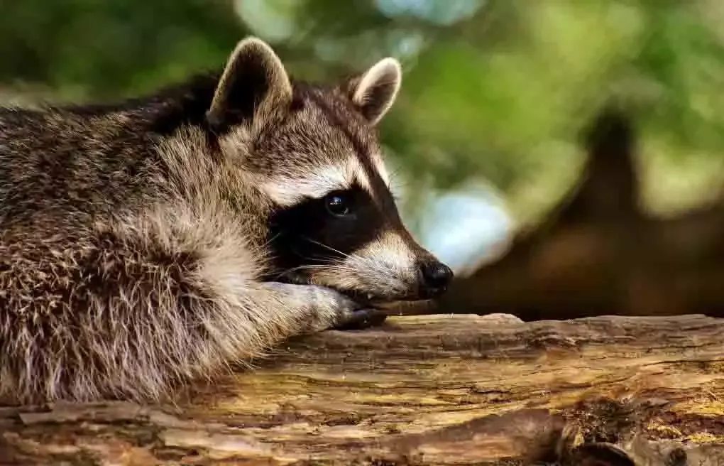 A raccoon resting on a log