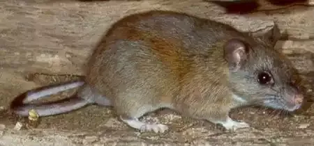 A brown rat in a crawl space