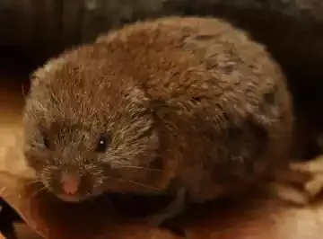A vole in close-up