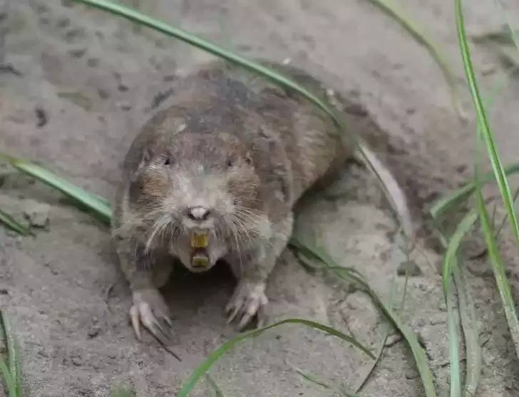 A gopher at the mouth of its burrow