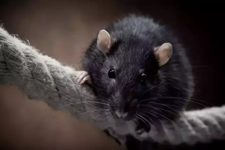 A black roof rat on a rope
