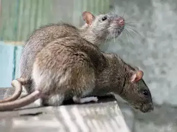 A roof rat on a ledge