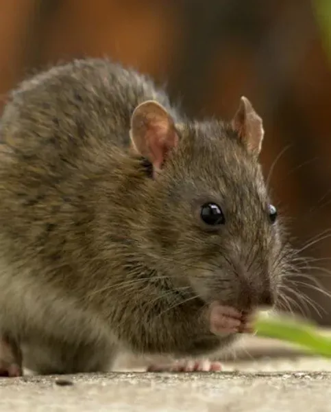 A roof rat eating
