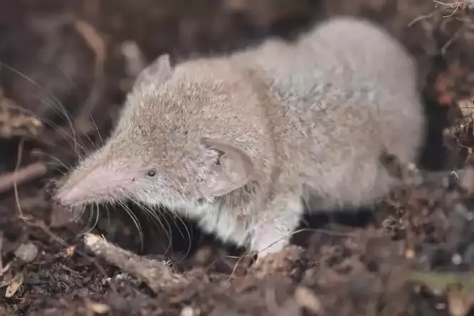 A shrew with its long pointed nose