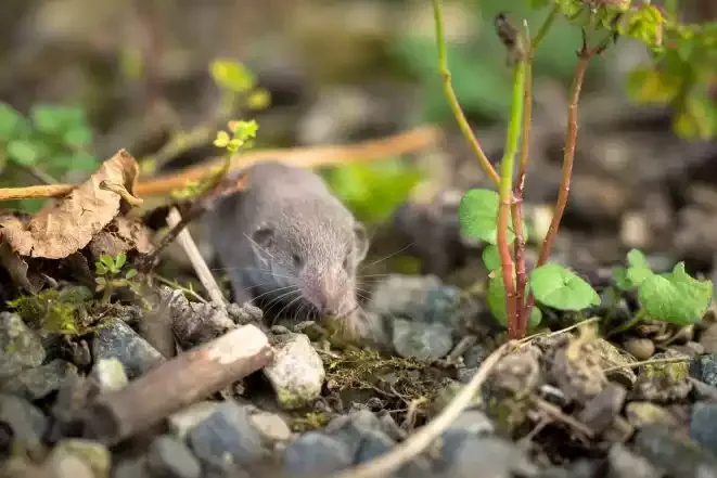 A shrew among stones and leaves