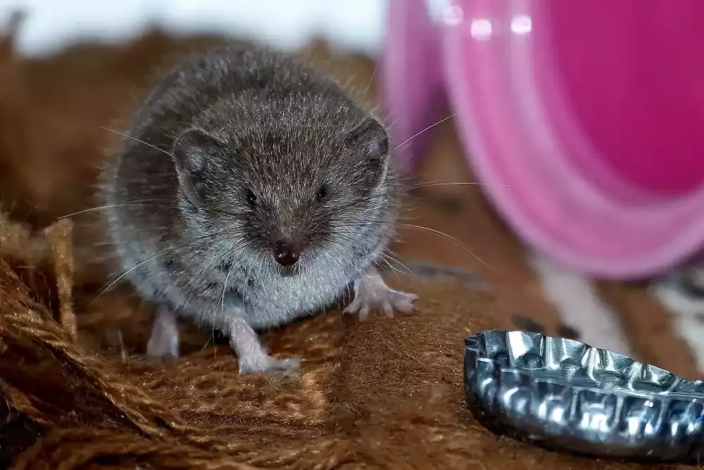 A shrew on bare ground