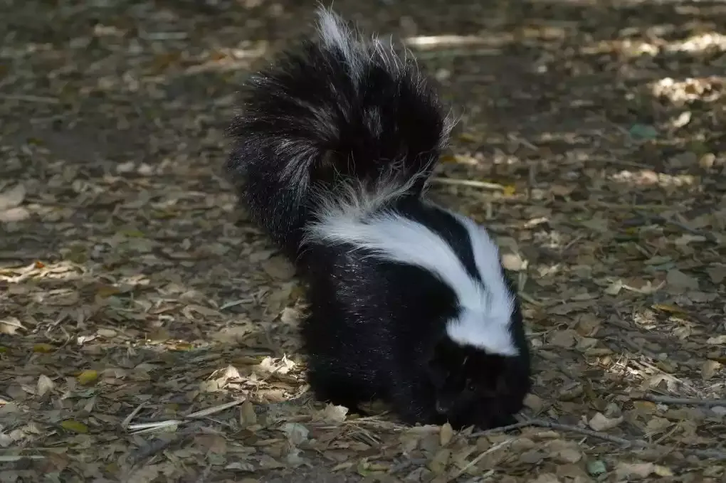 A striped skunk in the grass