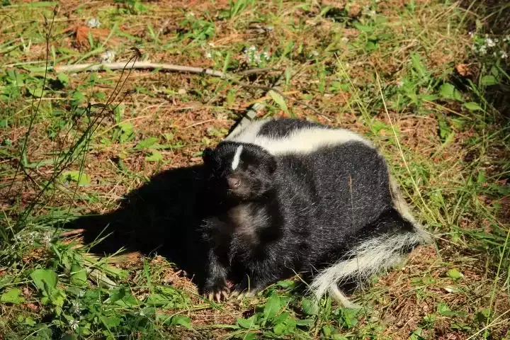 A skunk foraging near a building