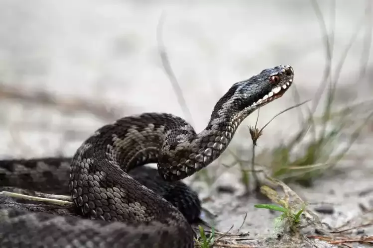 A venomous snake coiled on a rock