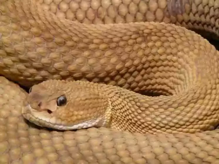 A tan snake coiled in the sand