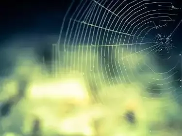 A spider web in the morning light