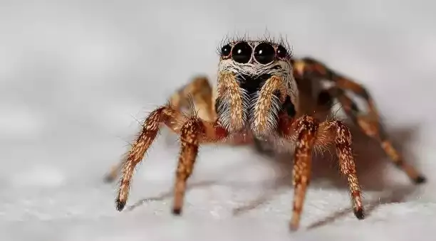 A jumping spider