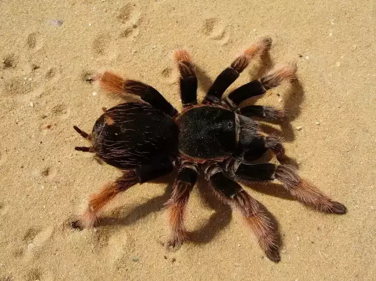 A tarantula on sand