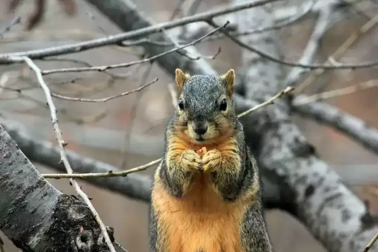 A fox squirrel on a tree branch