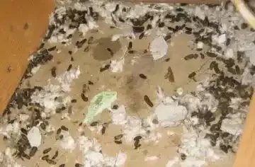 Squirrel droppings scattered across attic insulation