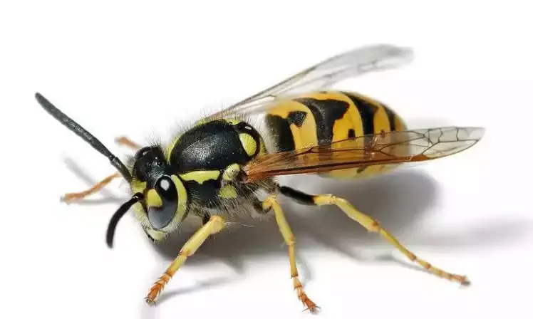 A yellowjacket wasp