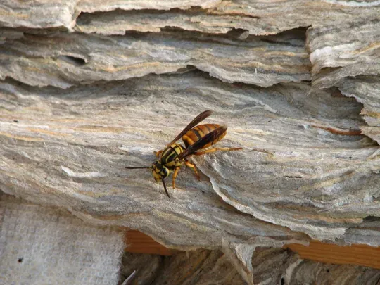 A wasp on weathered wood