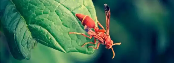 A red wasp on a leaf
