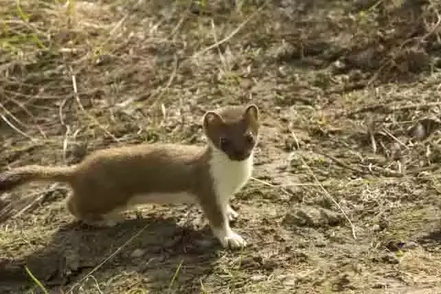 A long-tailed weasel on open ground