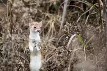 A weasel standing upright in leaves