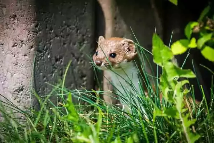 A weasel peering out of a stone wall