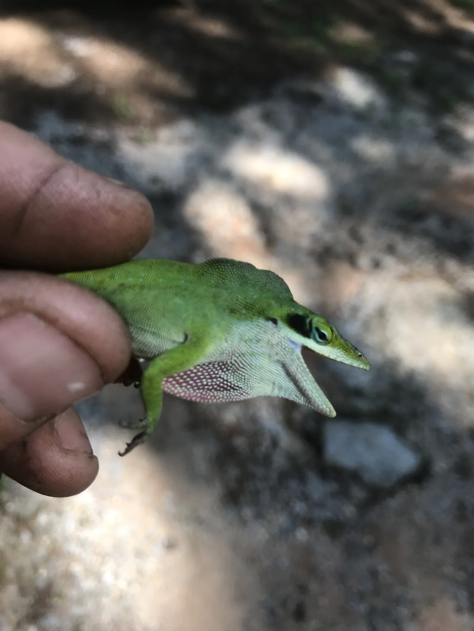 A green anole lizard held in a hand