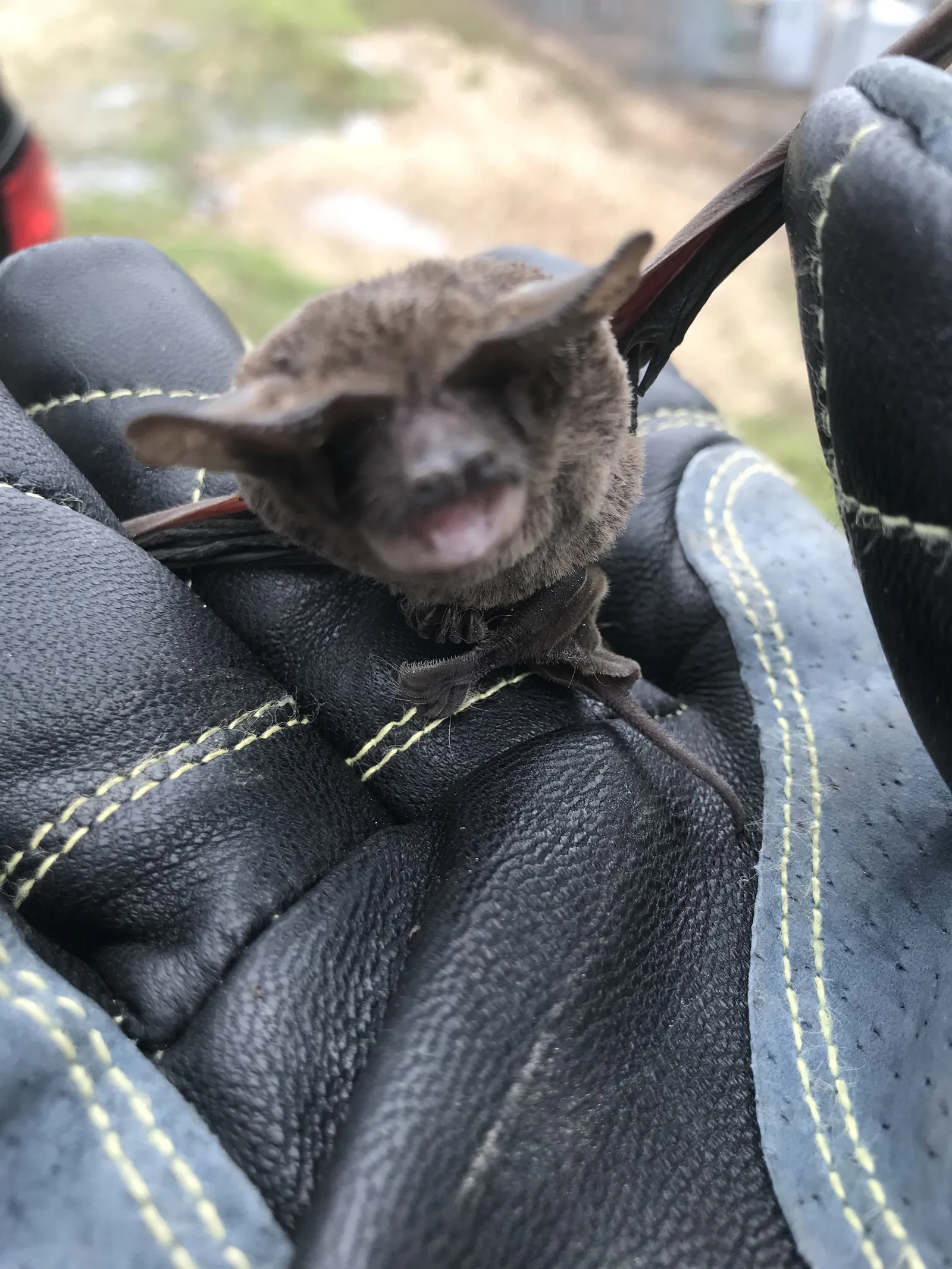 A bat held safely in a thick leather work glove
