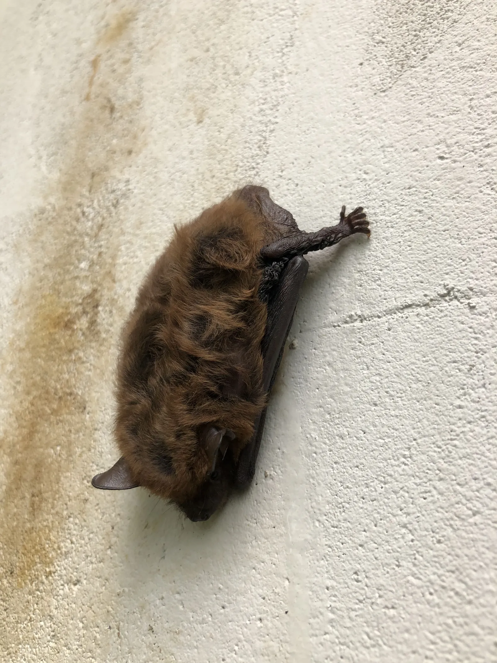 A bat clinging to a wall