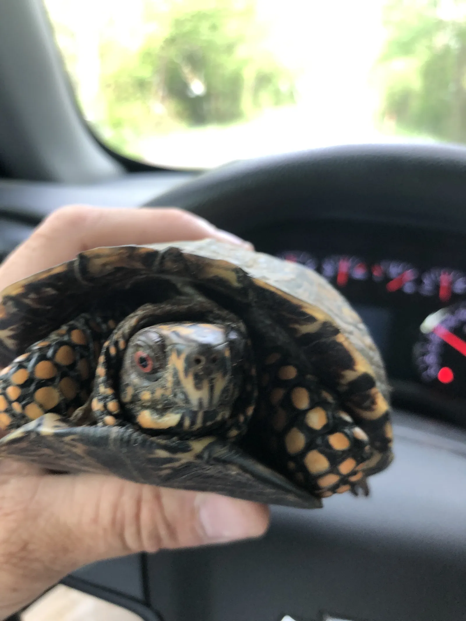 A box turtle held in a technician’s hand