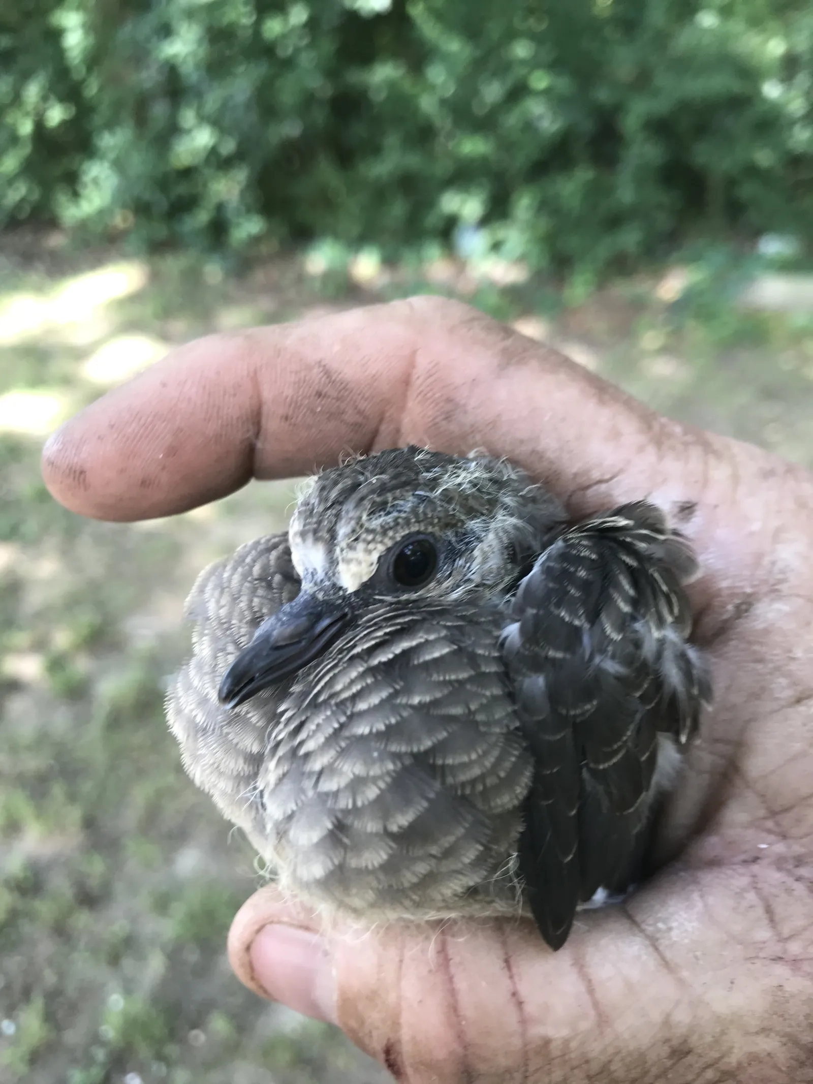 A young bird held in a cupped hand