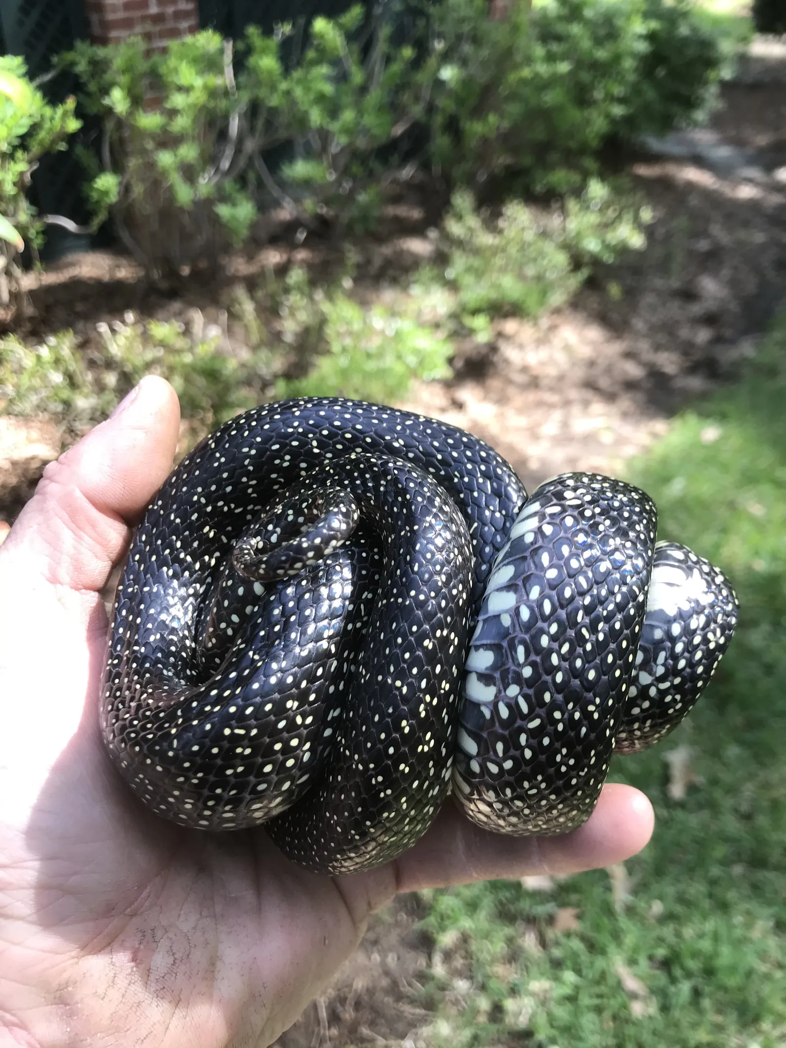 A black and white speckled snake coiled in a hand