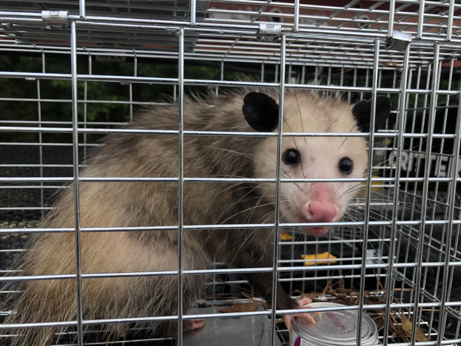 An opossum inside a live cage trap