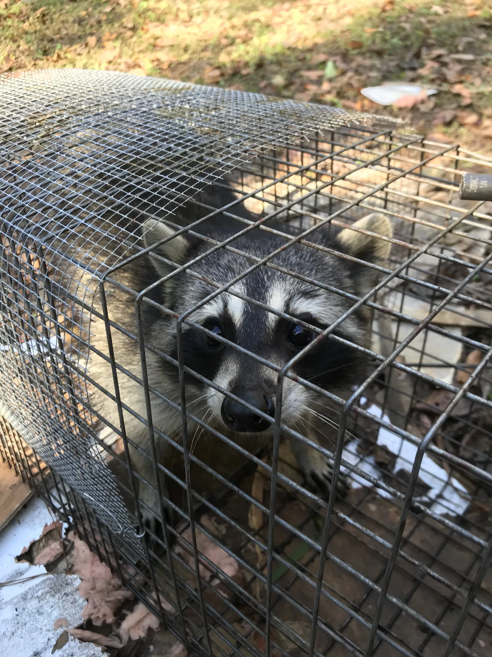 A raccoon inside a live cage trap