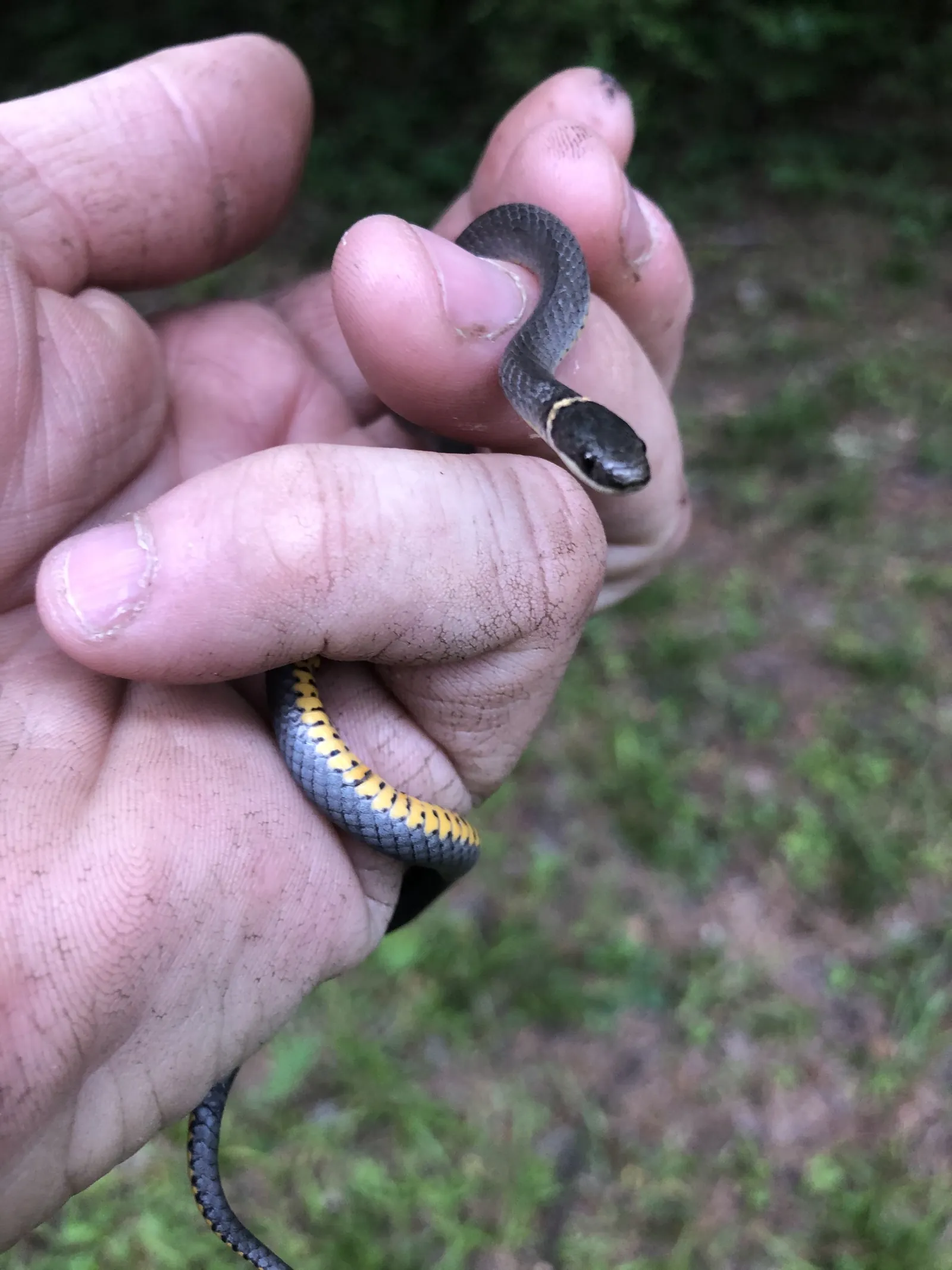 A small ring-necked snake held in a hand