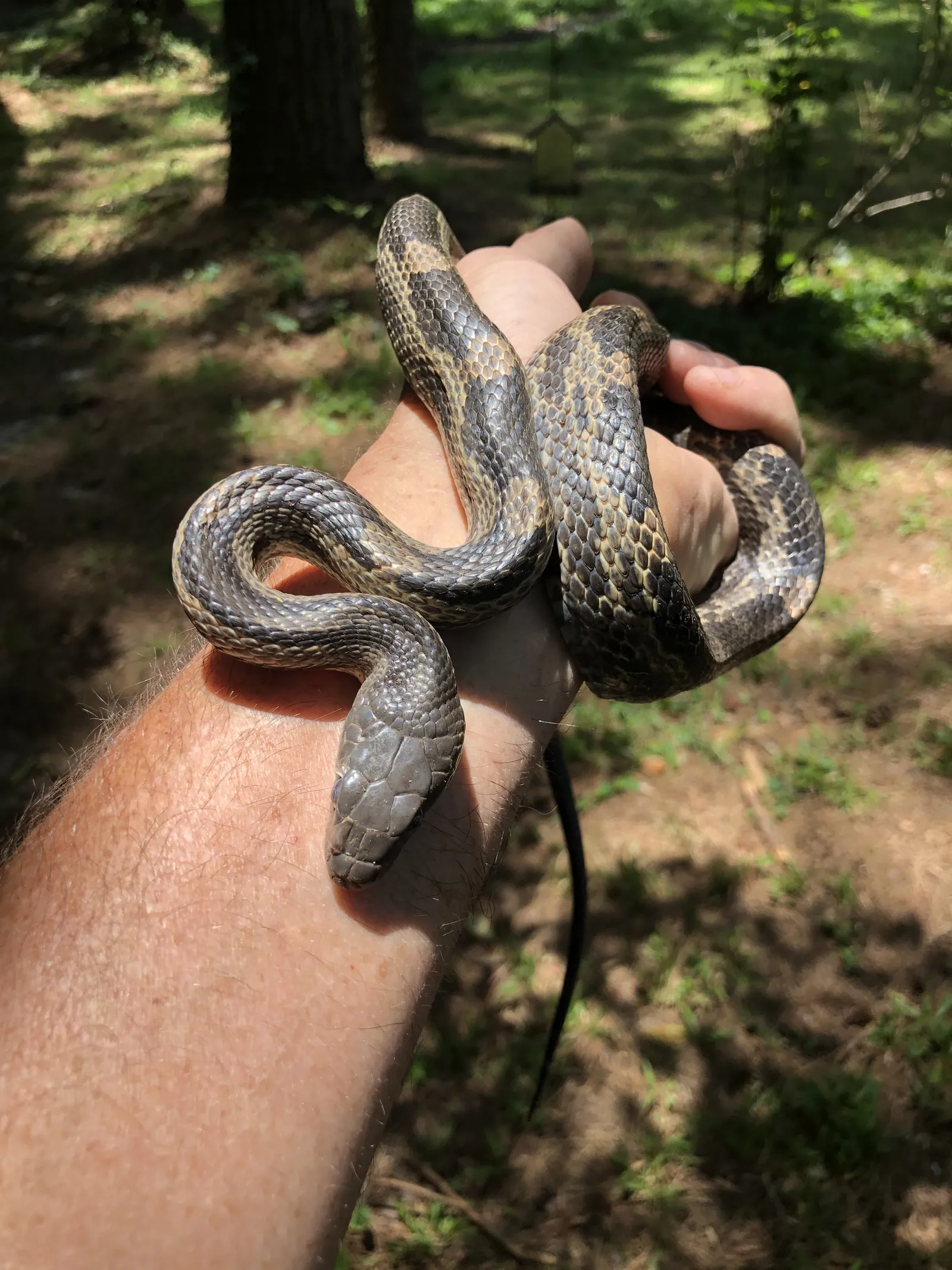 A gray snake wrapped around a technician’s arm