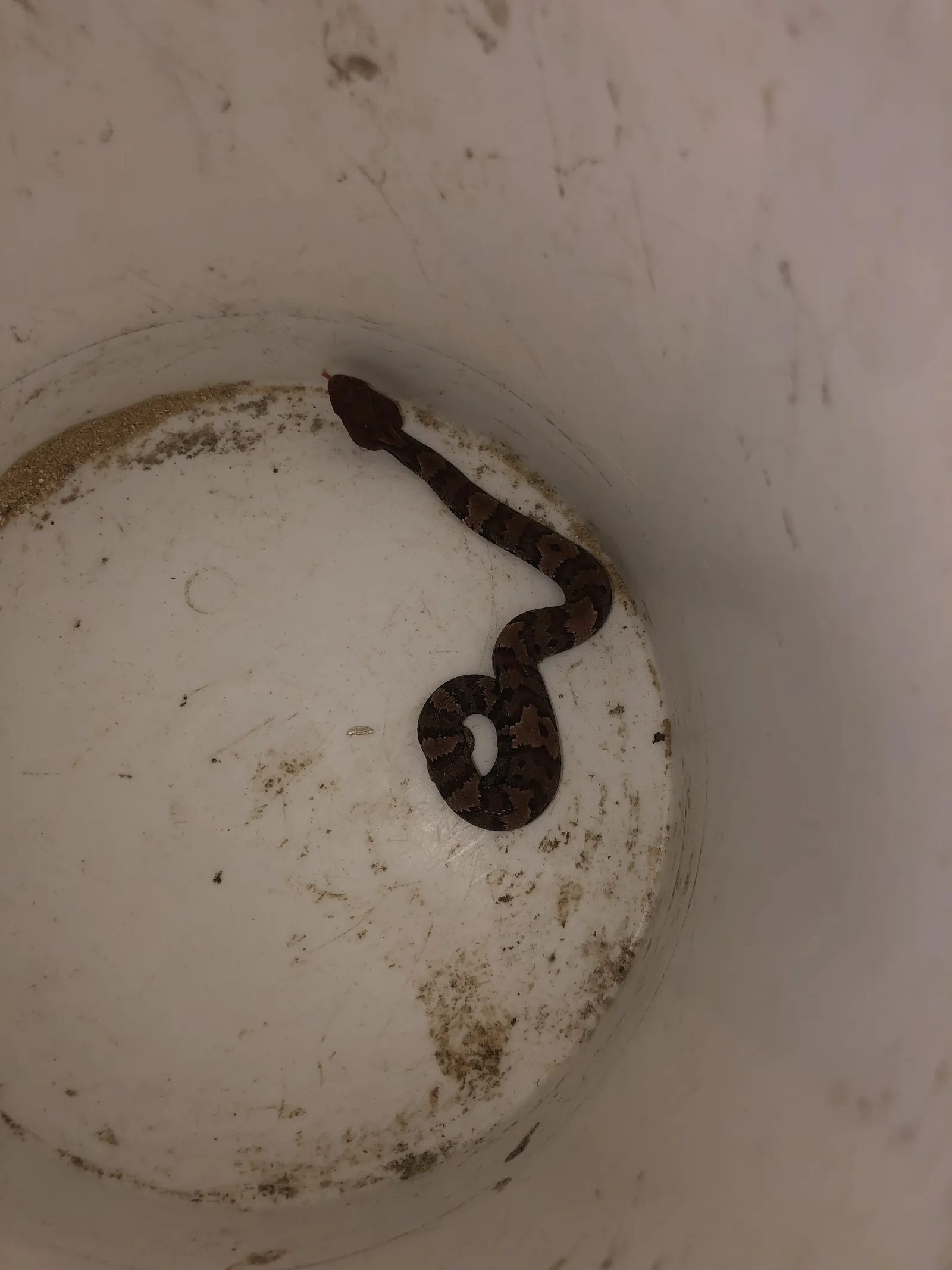 A small snake contained in a white bucket
