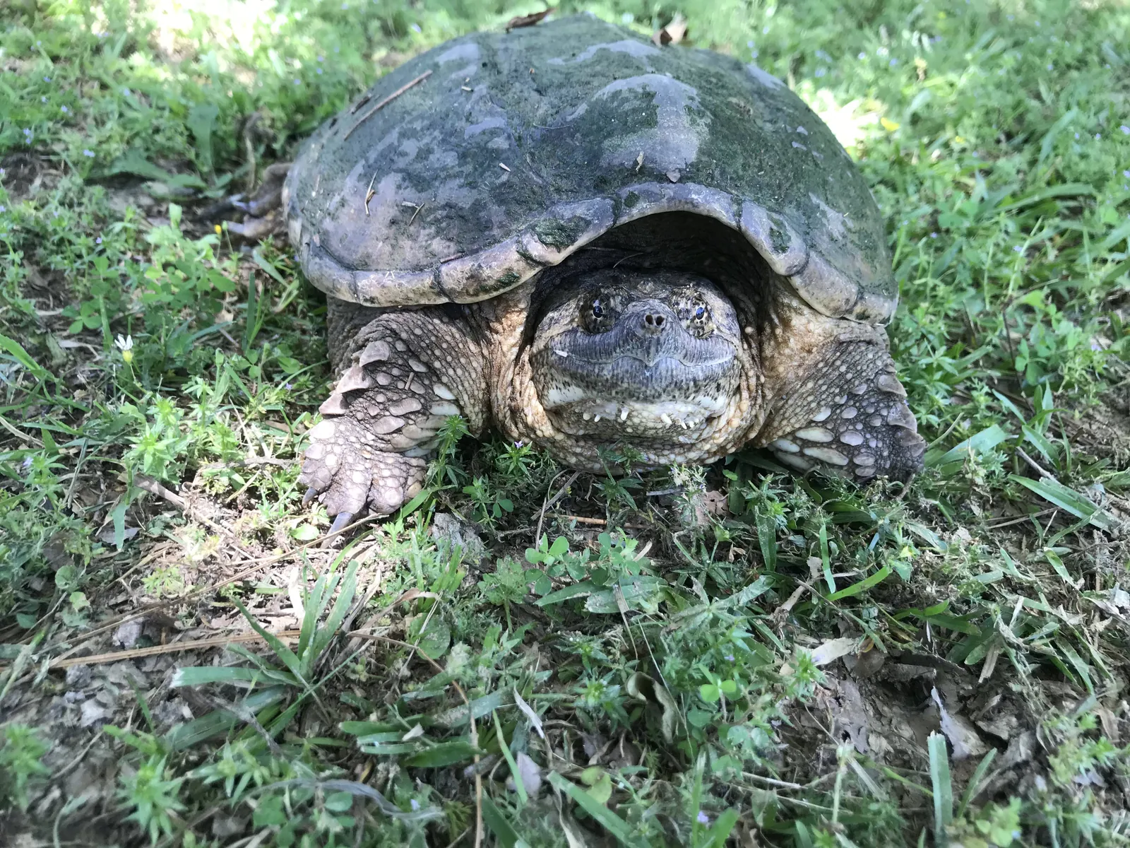 A snapping turtle on a lawn