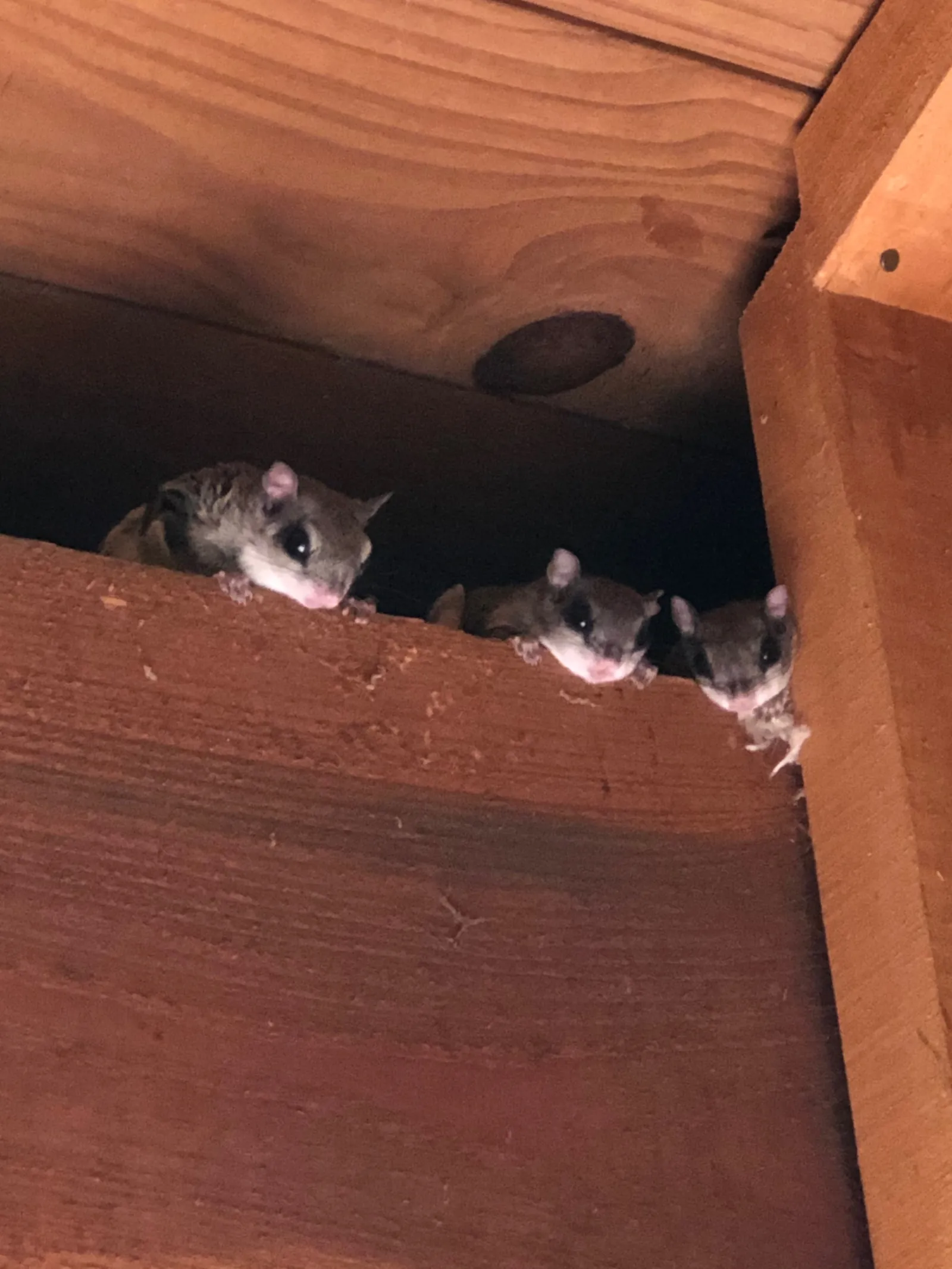 Young squirrels peering out of a wooden box