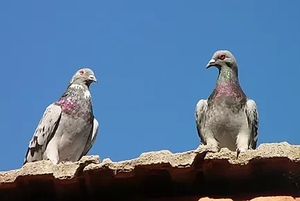 Two pigeons perched on a clay tile roof