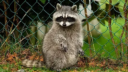 A raccoon sitting against a chain link fence
