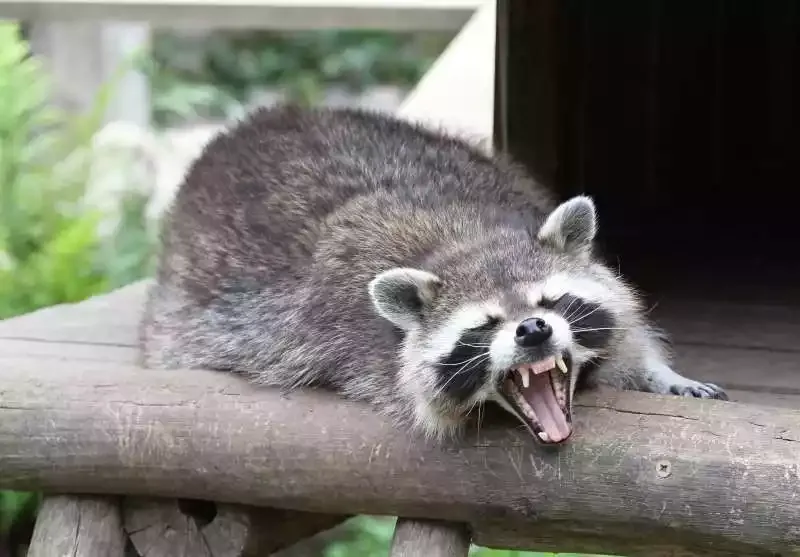 A raccoon baring its teeth on a wooden beam