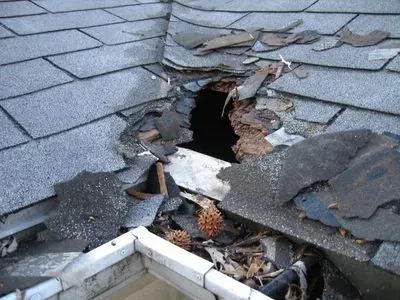 A hole chewed through roof shingles and decking by wildlife